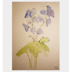 Watercolor Delphinium Watercolor Delphinium : wipjenni original art : watercolor paint, graphite & ink