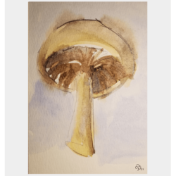Watercolor Mushroom Watercolor Mushroom : wipjenni original art : watercolor paint, graphite & ink