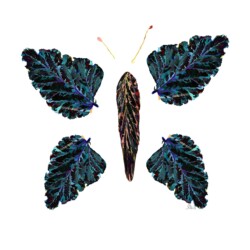 Deconstructed Rhubarb Butterfly Deconstructed Rhubarb Butterfly : jenni original art : drawing, watercolor & collage